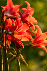 Blossom red lily flowers, nature detail