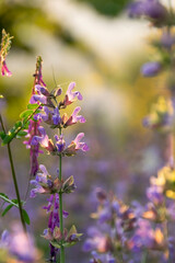 Blossom sage plant close up view, officinal herbs, gardening concept. Nature detail in delicate pastel colors
