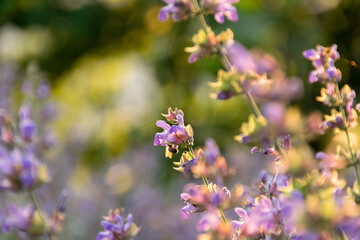 Blossom sage plant close up view, officinal herbs, gardening concept. Nature detail in delicate pastel colors
