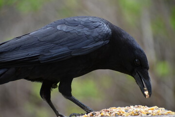 A crow at the feeder, Sainte-Apolline, Québec, Canada