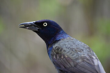 Fototapeta premium A common grackle in the garden, Sainte-Apolline, Québec, Canada