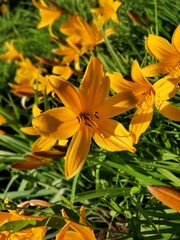 Lilies background. Orange flowers in the garden. Nature backdrop. Lily in the valley.