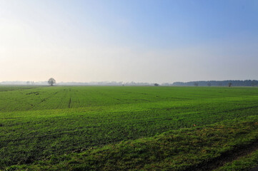 field in the morning