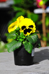 yellow pansy flower in pot