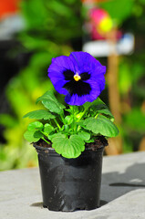 lila pansy flower in pot