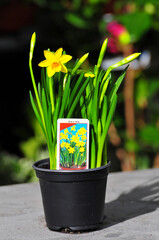 daffodil flower in pot