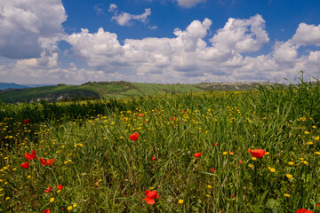 colline fiorite toscane