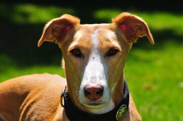 Portrait of a spanish podenco dog