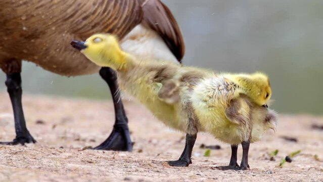 A couple of baby geese, called goslings or down, getting dry after a swimming on a lake