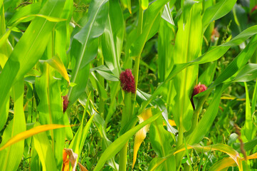 growing corn in field