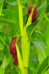 maize in bloom