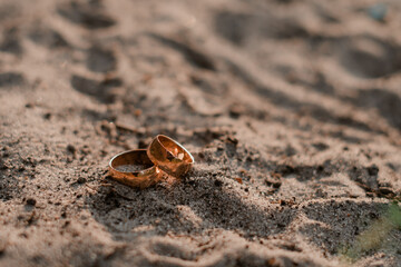 shell on the beach