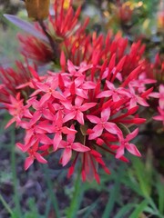 Ixora coccinea , in a garden, blurred background, selective focus. Also known as jungle geranium, forest flame or jungle flame or pendkuli, it is a species of flowering plant in the family Rubiaceae.