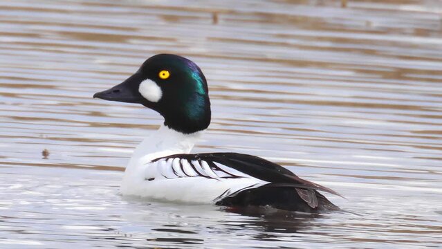 A male adult common goldeneye on a lake. Bucephala clangula