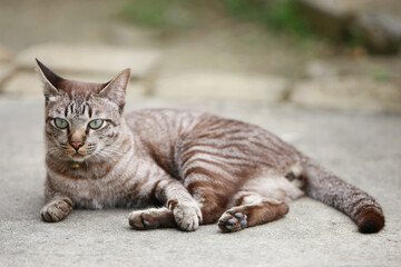 Lovely gray cat sitting at outdoor