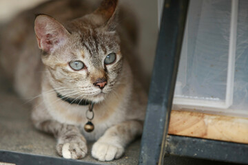 Lovely gray cat sitting at outdoor