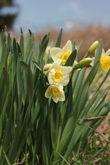 yellow daffodils in spring