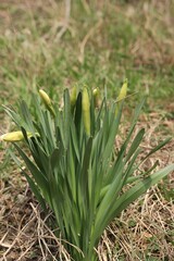 close up of a crocus