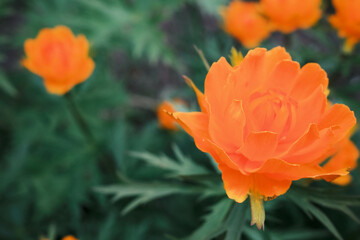 Petals of a orange rose, close-up. Orange floral background
