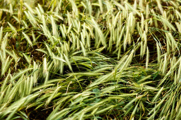 Green ears of field grasses. Summer evening in the meadow. Harmony with nature.
