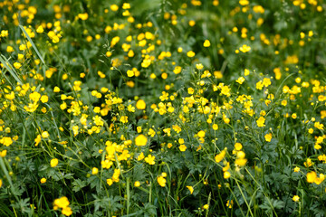 Yellow field flowers. Summer evening. Harmony with nature.