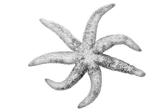 Black And White Drawing Of A Starfish On A White