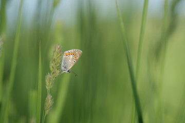 Brown argus butterfly resting on a plant