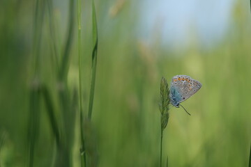 Tiny blue butterfly with closed wings resting on a plant, common blue butterfly