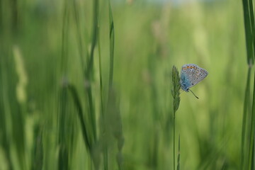 Common blue butterfly resting on a plant
