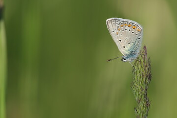 Common blue butterfly on a plant in nature, macro close up