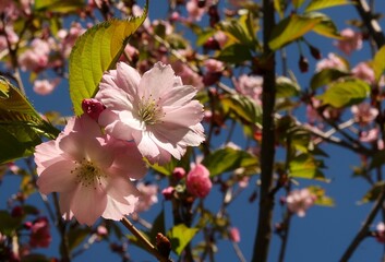 Obraz premium pink flowers