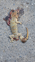 dead gecko on the road