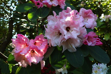 pink and white flowers