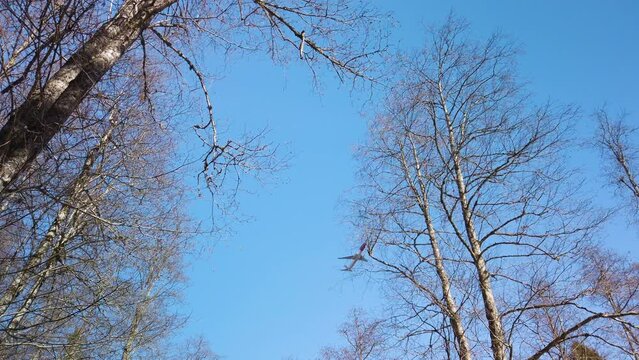 Plane taking off and flying low over winter forest. It’s a clear blue sky. There are no leaves on the trees as it is winter or early spring. Video good for signaling travel to warmer places