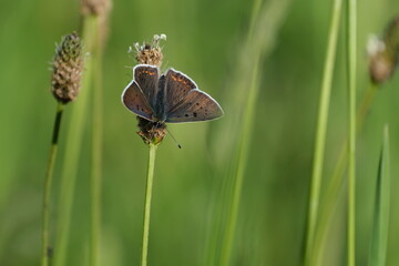 Sooty copper butterfly with open wings resting on a plant