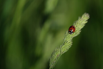 Close up of a ladybug resting on a plant
