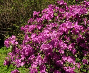 Obraz premium pink and white flowers