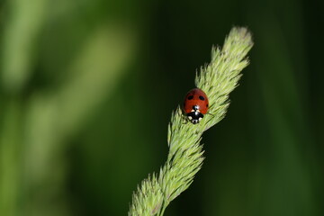 Close up of a ladybug on