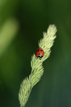Vertical image of a ladybug,tiny red beetle