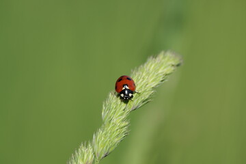 Ladybug on a plant in nature
