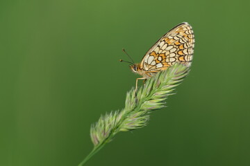Close up of a fritillary butterfly on a plant