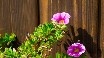 Macro de pétales d'une fleur d'extérieur