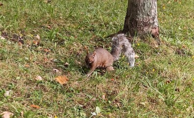 squirrel in the forest