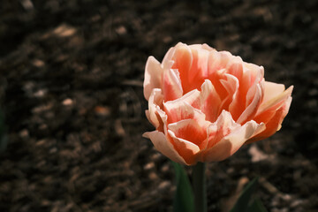 Flower garden, a oranges tulip sitting on top of a flower