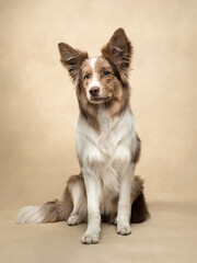 dog sits at beige background, border collie