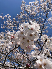 cherry tree in bloom against blue sky