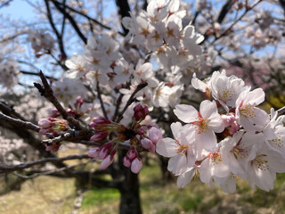 cherry blossom in bloom