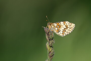 Heath fritillary butterfly on a plant in nature