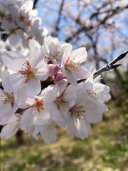 cherry blossom in bloom, close-up
