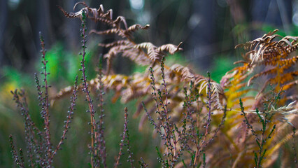 Macro de feuilles de fougère, dans l'environnement forestier des Landes de Gascogne